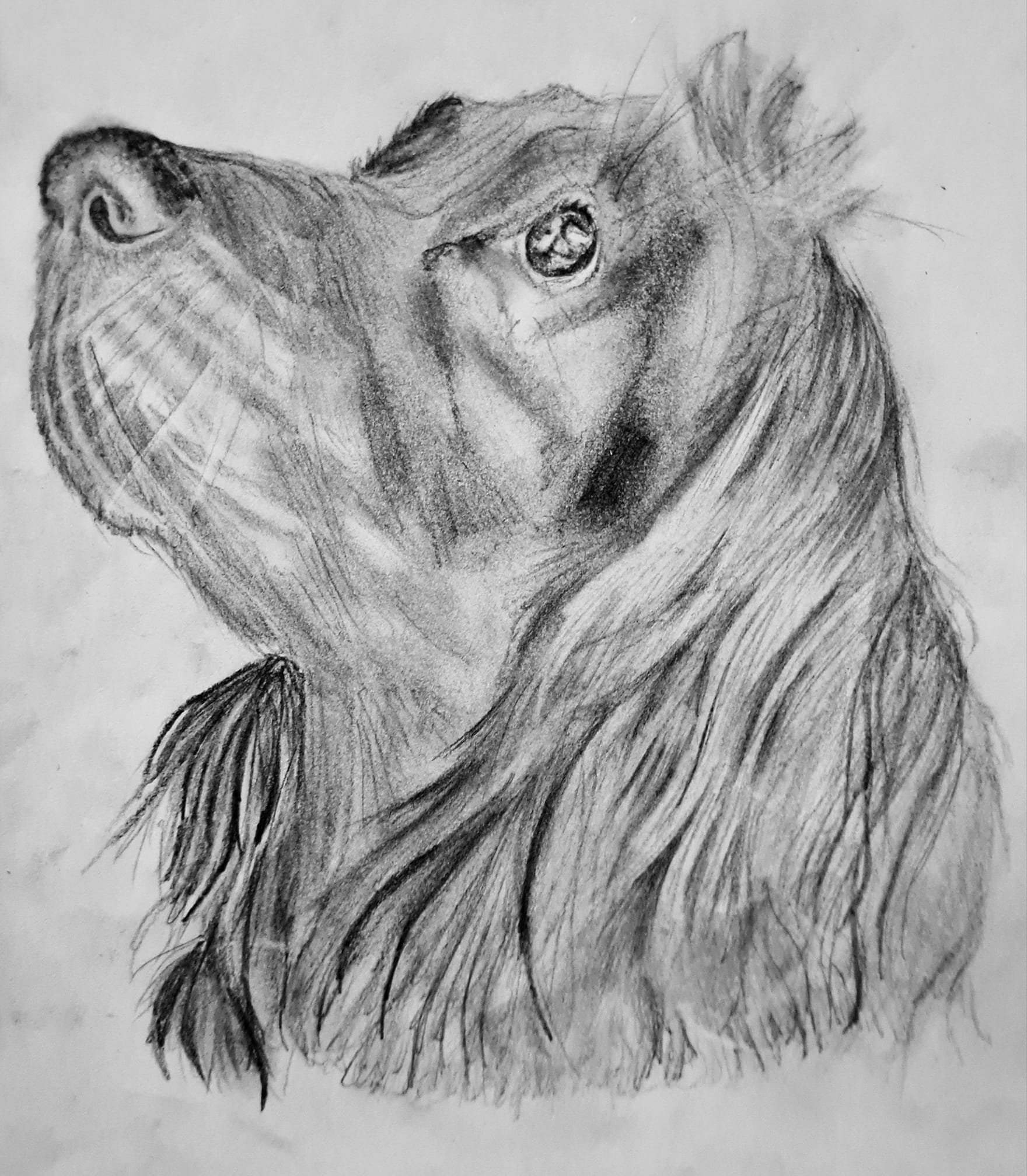 Pencil drawing of a dog looking to the left with head up