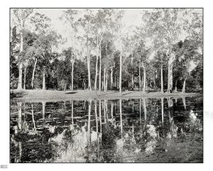 Black and white drawing of trees reflected in a lake